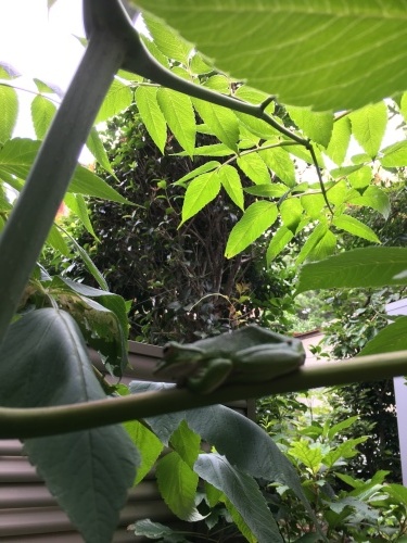 a0053036_18543091.jpeg