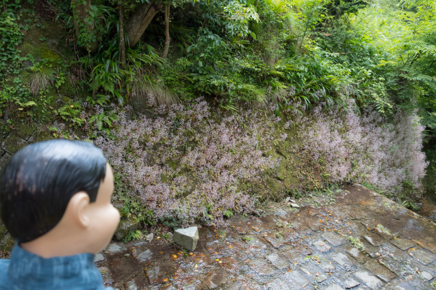 大原、宝泉院、ユキノシタに萌え_e0369736_17462608.jpg