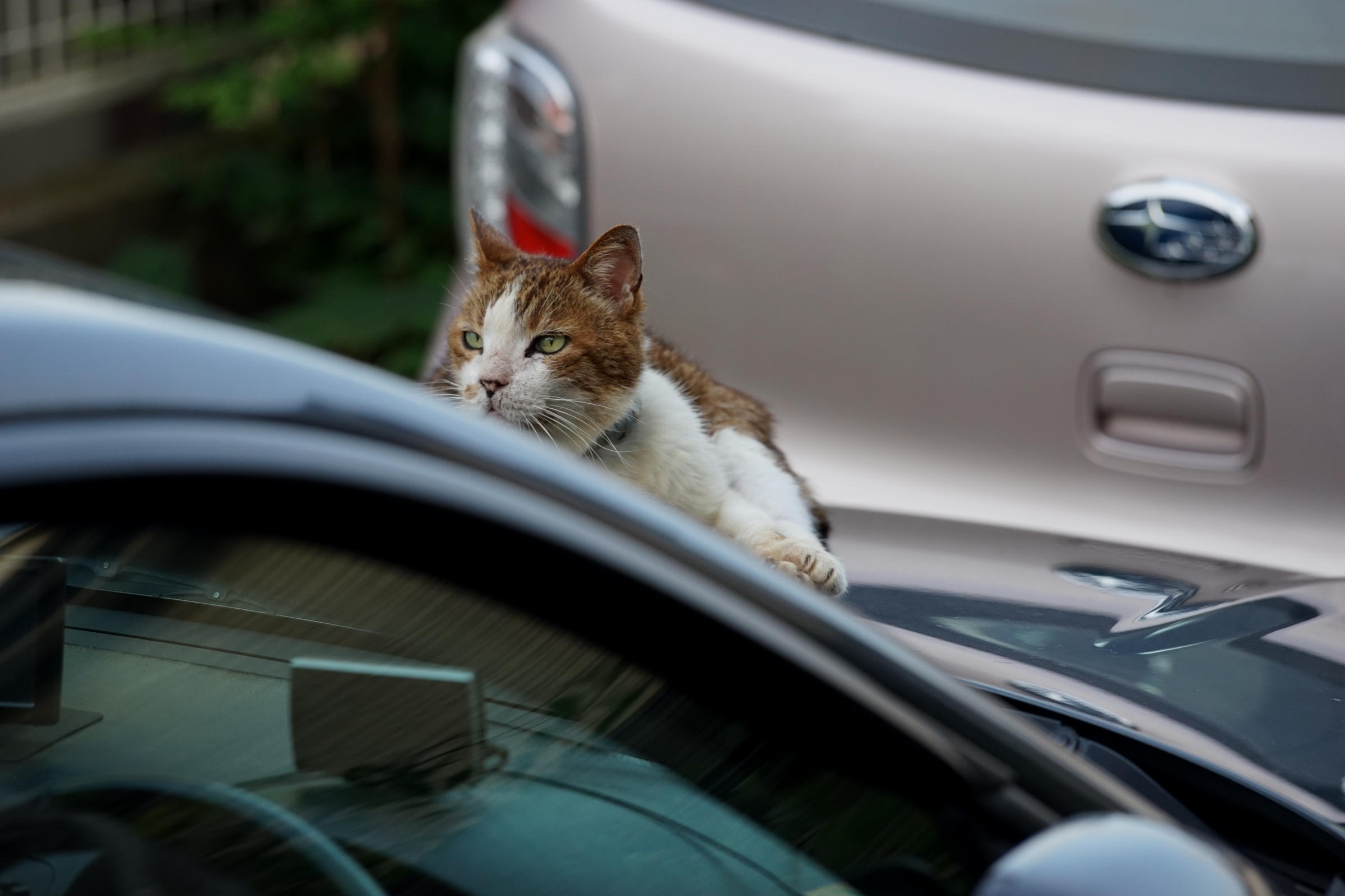 α7IIとRのテレフォト_b0060239_20523655.jpg