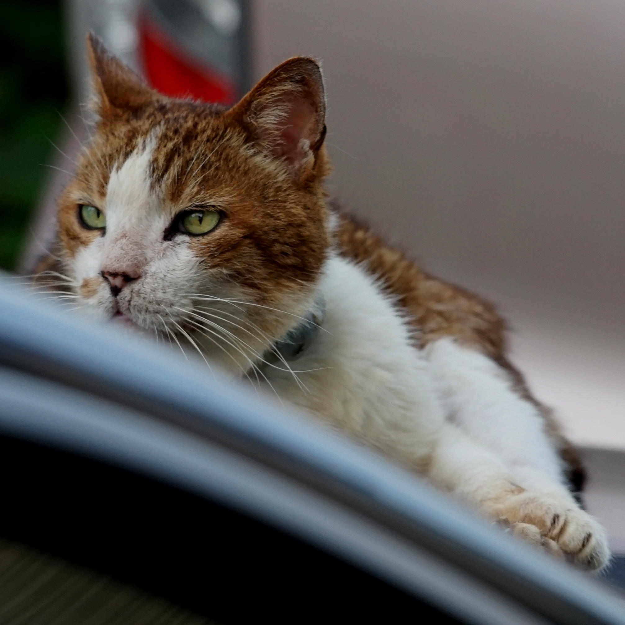 α7IIとRのテレフォト_b0060239_20530280.jpg