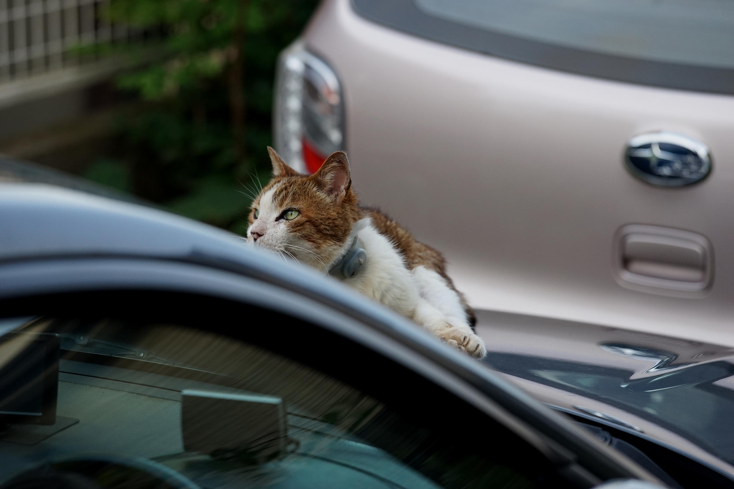 α7IIとRのテレフォト_b0060239_20532767.jpg