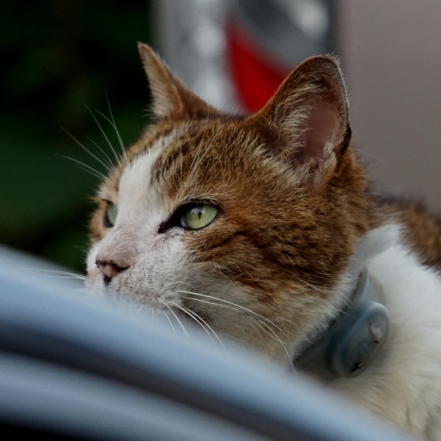 α7IIとRのテレフォト_b0060239_20533982.jpg