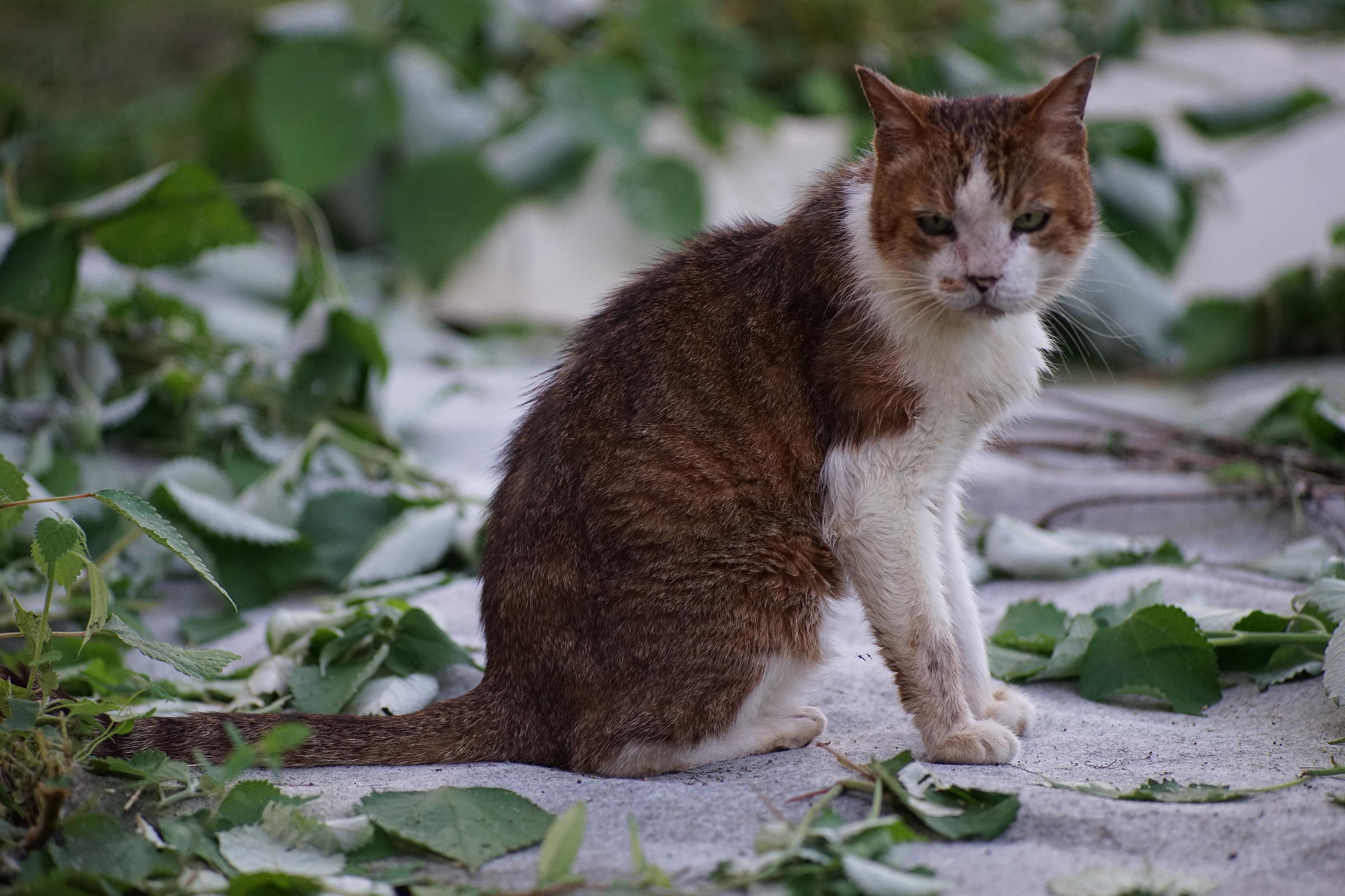 α7IIとRのテレフォト_b0060239_21082583.jpg