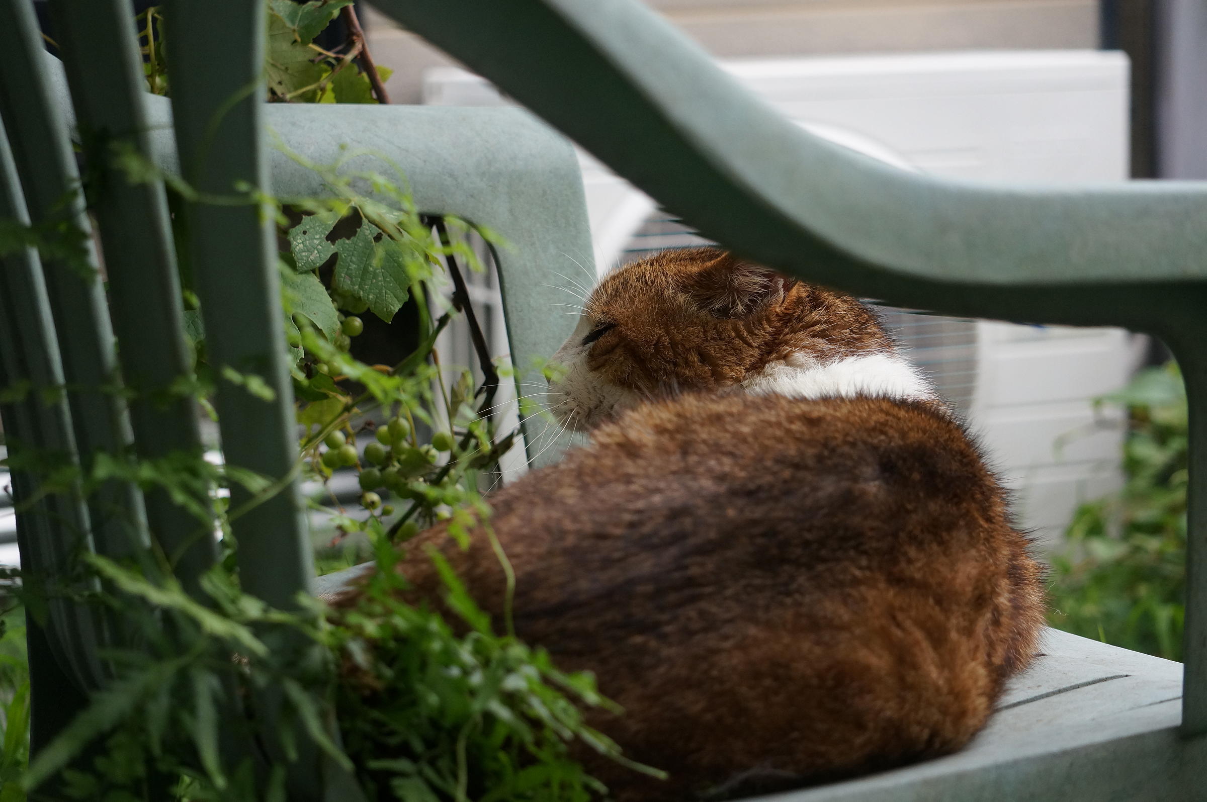 α7IIとRのテレフォト_b0060239_21352975.jpg