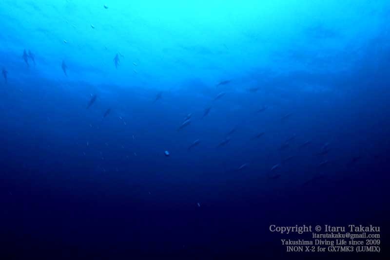 キハダマグロの群れ_b0186442_22233258.jpg