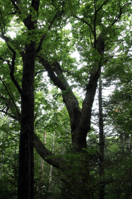タウシュベツ川橋梁 北海道旅日記1_d0377645_23085819.jpg