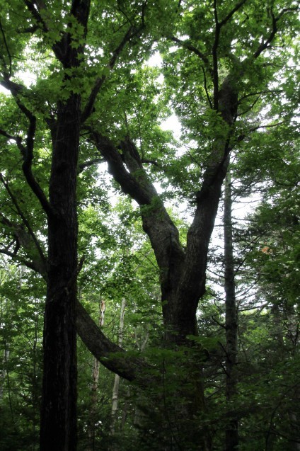 タウシュベツ川橋梁　北海道旅日記１_d0377645_23085819.jpg