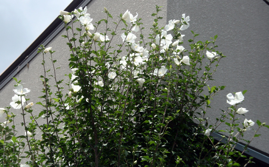 d0322448_08391943.jpg