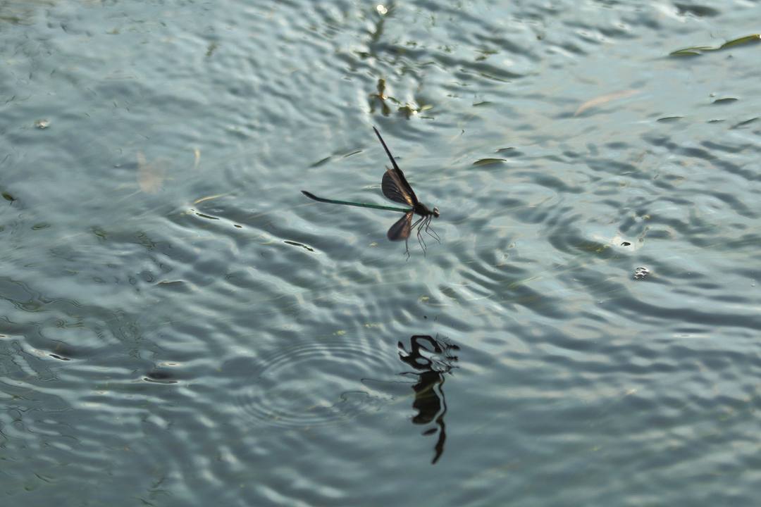 e0403850_19333998.jpg
