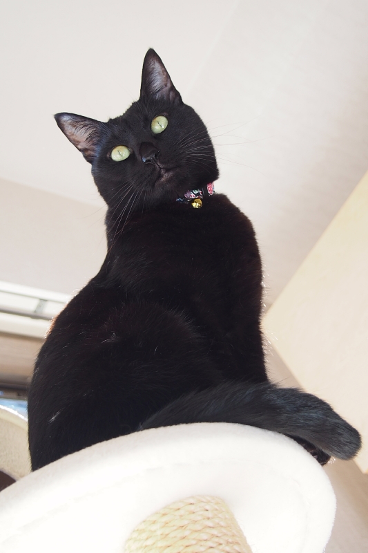 【誕生記念日】黒猫ゆめ　9歳。_b0008655_22392472.jpg