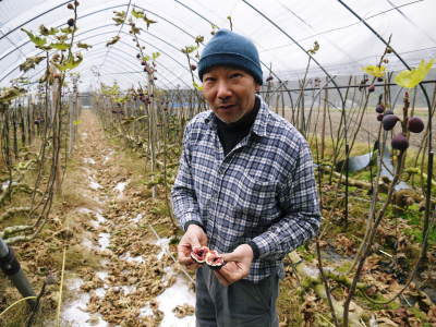 甘熟イチジク 毎年繰り返される惜しまぬ手間ひまと匠の技で令和元年度も元気に順調に成長中!_a0254656_18194727.jpg