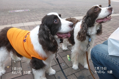 ふたり(ふた犬)いっしょにお祝い_c0338262_16572824.jpg