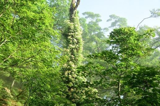 c0303868_11043020.jpg