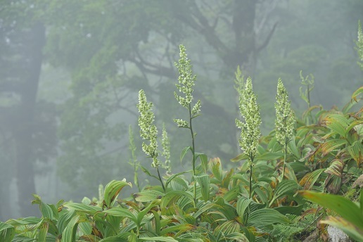 c0303868_11051133.jpg