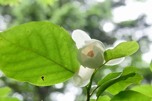 c0303868_11133873.jpg