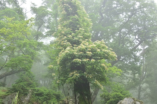 c0303868_11162586.jpg