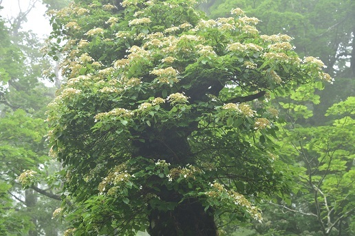 c0303868_11164368.jpg