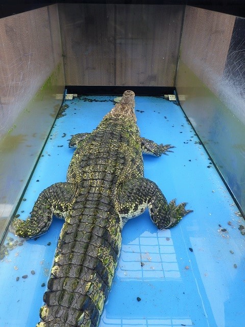 その水槽 ワニを飼うには狭くない ワニガメ生態研究所