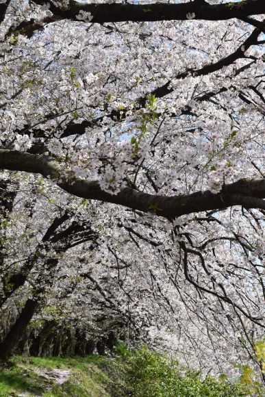 ♪ ダニエル おうちの近くでお花見散歩～(#^.^#) ♪_b0242873_23584715.jpg