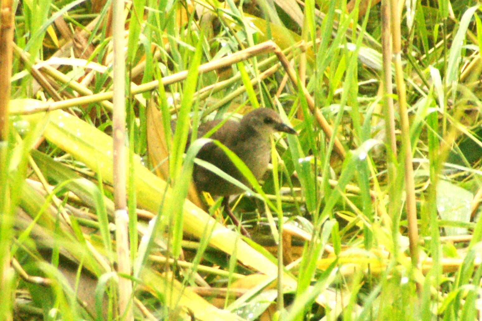 モズの幼鳥もやって来ました・・・★先週末の鳥類園（2019.7.13～15）_e0046474_12152442.jpg