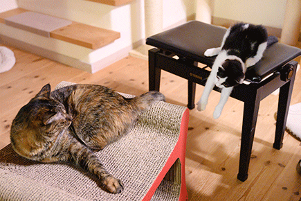 b0341475_20554011.gif