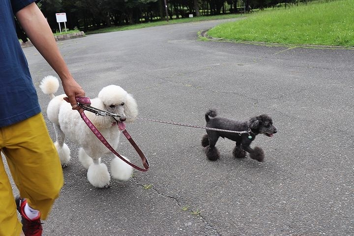 雨上がりのいつもの公園。_b0111376_15273861.jpg