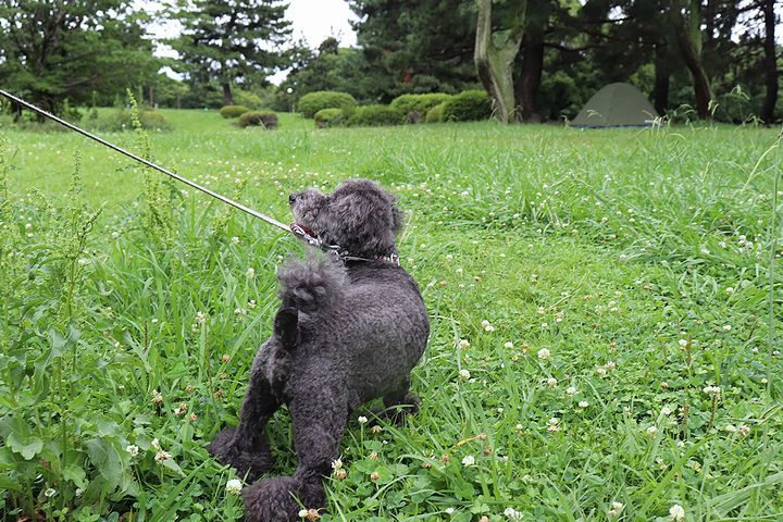 雨上がりのいつもの公園。_b0111376_15302920.jpg