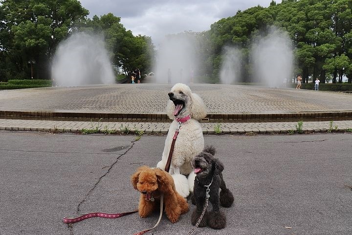 雨上がりのいつもの公園。_b0111376_15410754.jpg