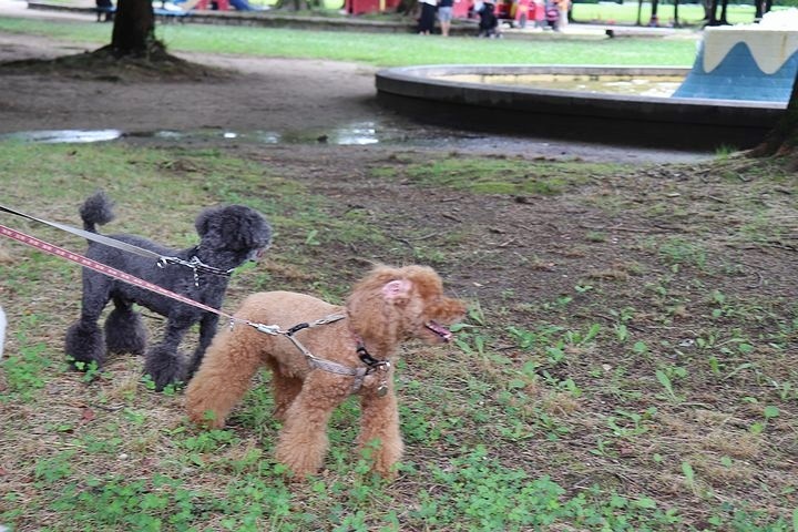 雨上がりのいつもの公園。_b0111376_15420852.jpg
