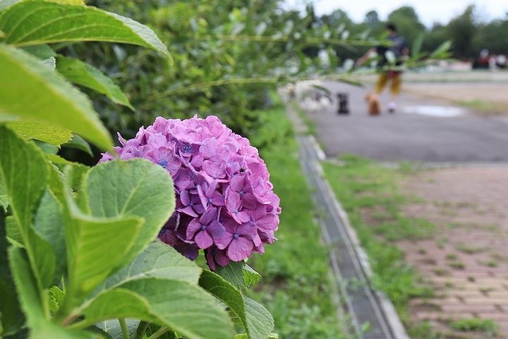 雨上がりのいつもの公園。_b0111376_15434783.jpg