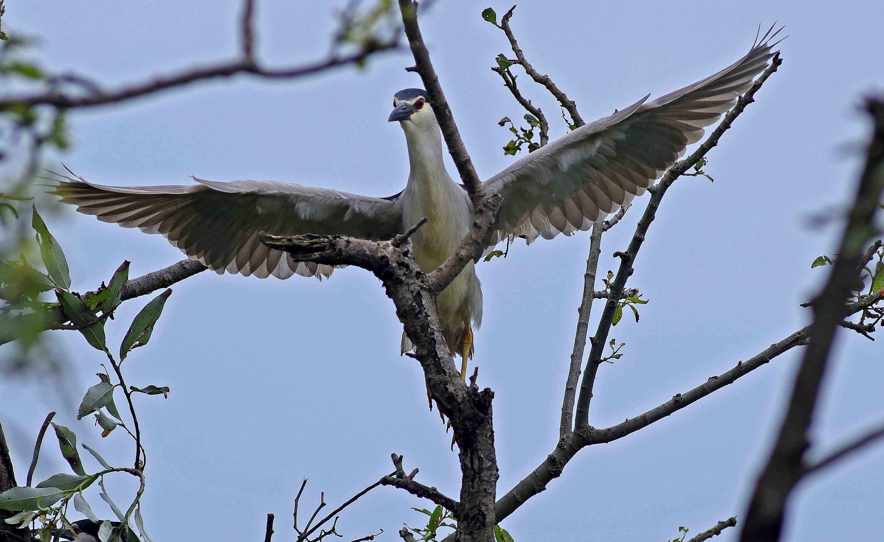 2019年 7月 野鳥_c0176183_14093465.jpg