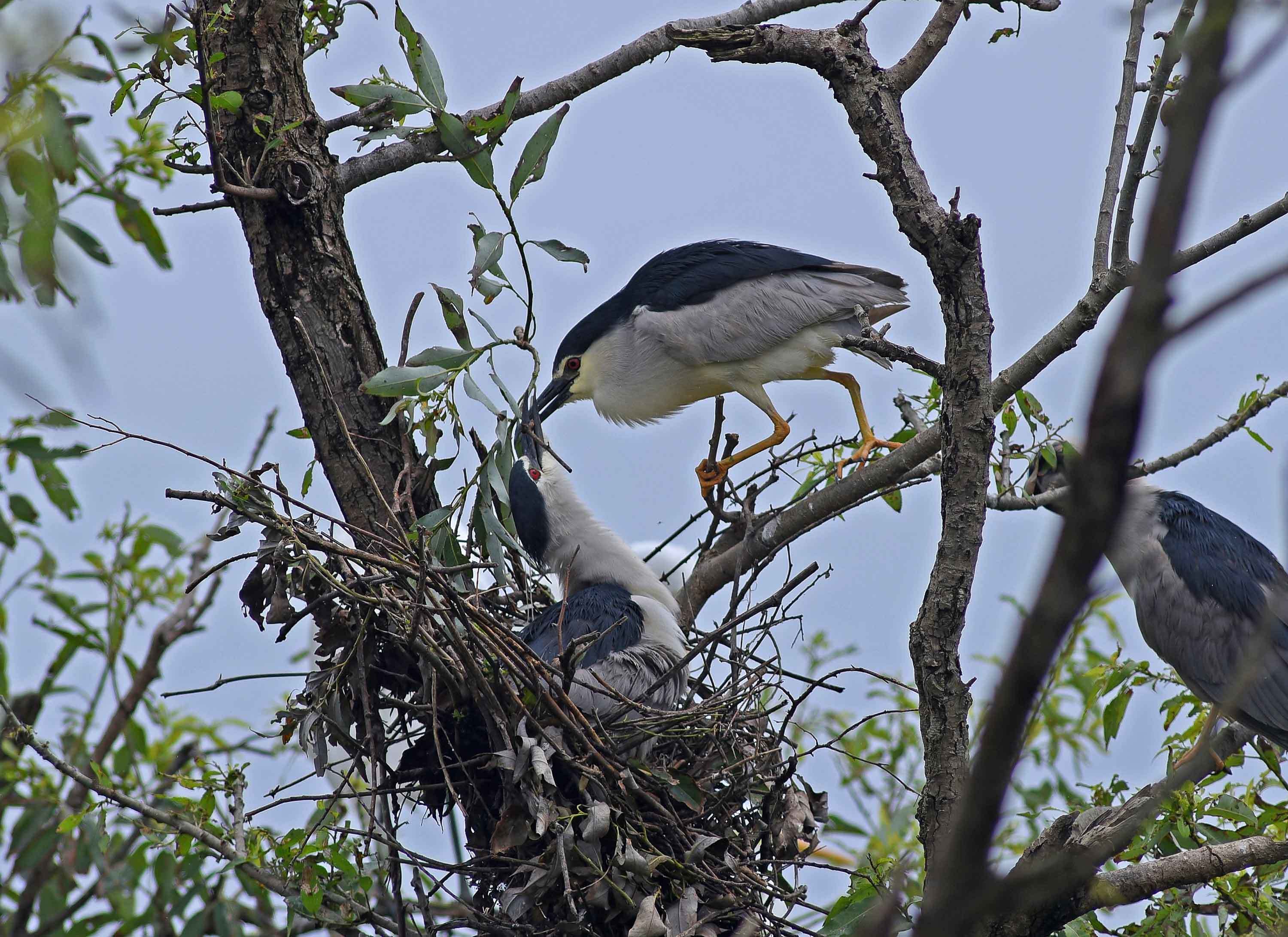 2019年 7月 野鳥_c0176183_14094639.jpg