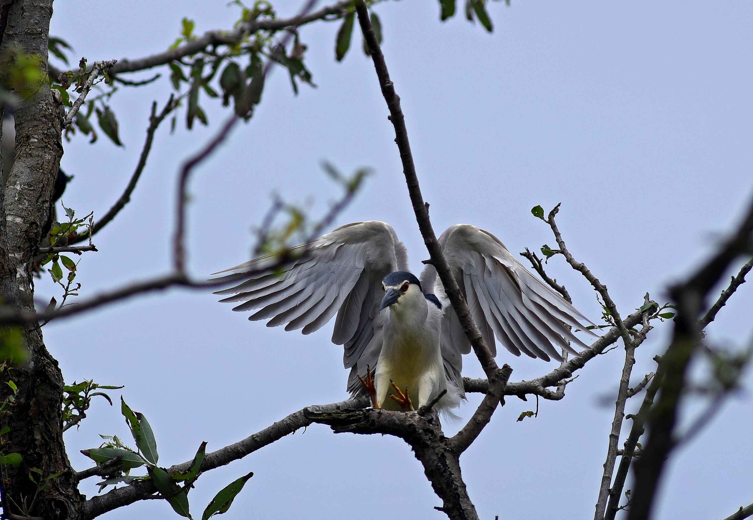 2019年 7月 野鳥_c0176183_14100859.jpg