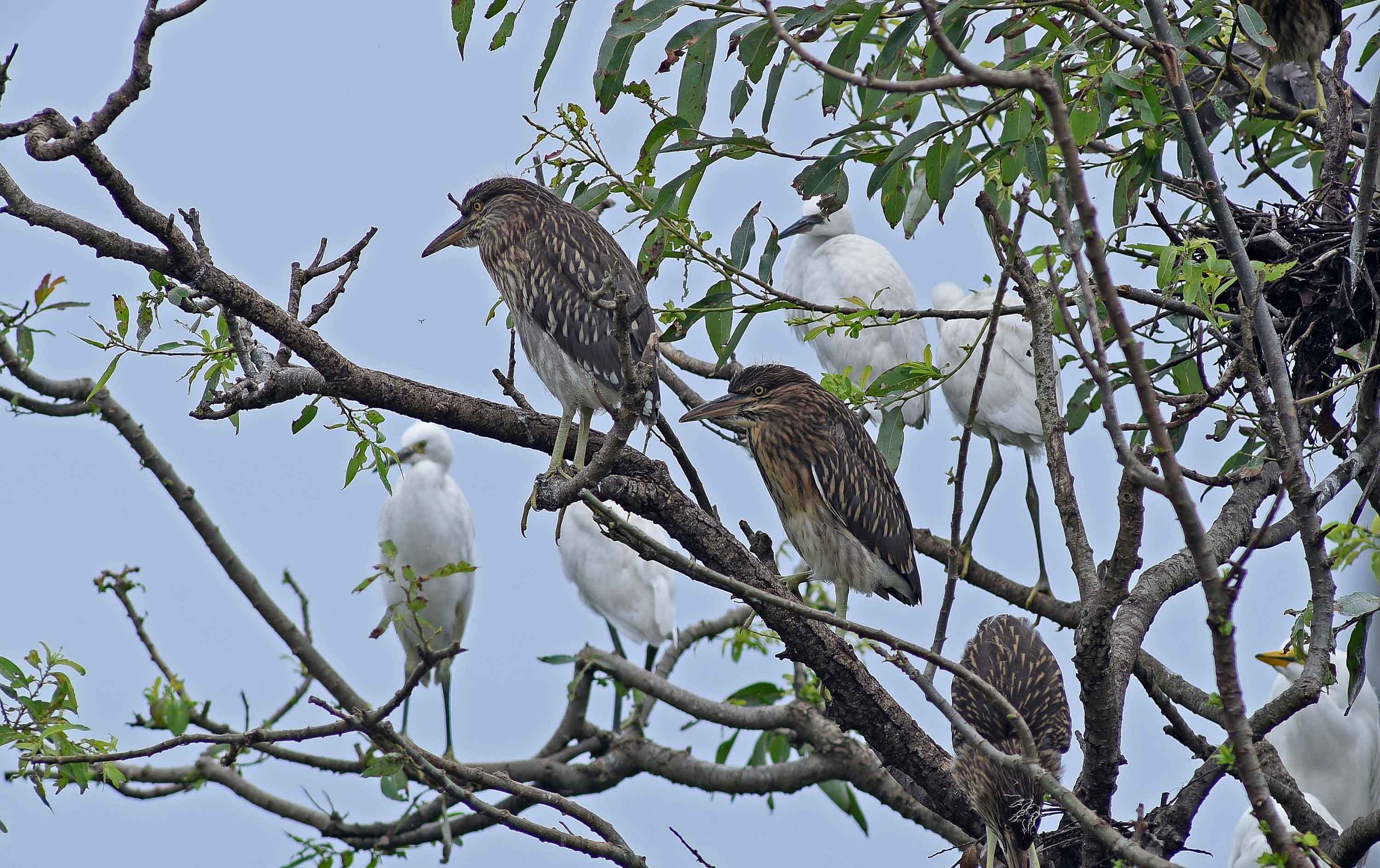 2019年 7月 野鳥_c0176183_14102406.jpg
