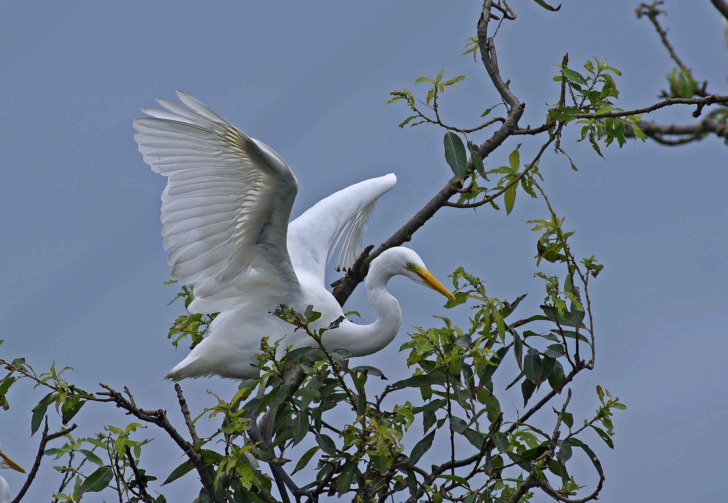 2019年 7月 野鳥_c0176183_14114481.jpg