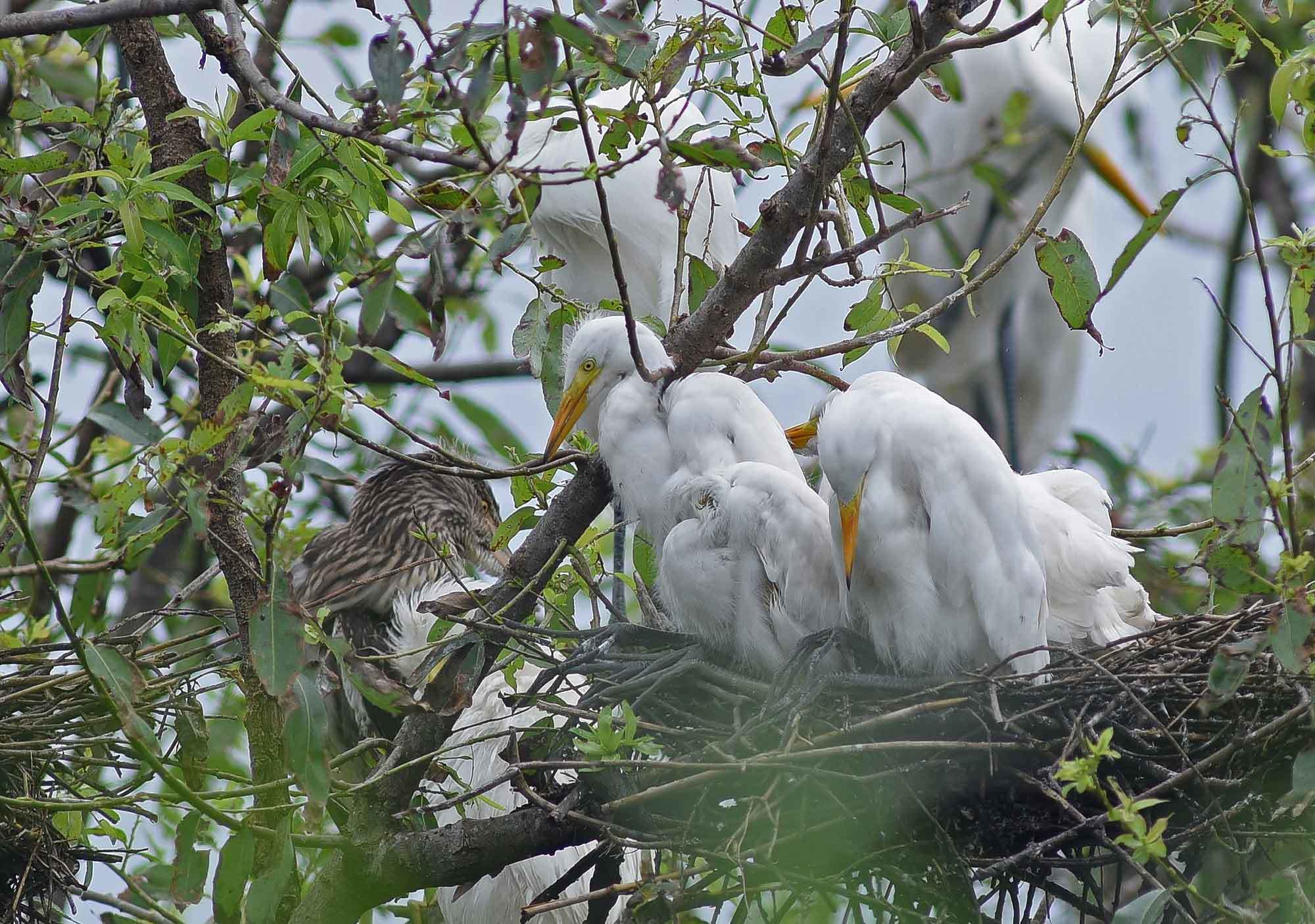 2019年 7月 野鳥_c0176183_14121739.jpg