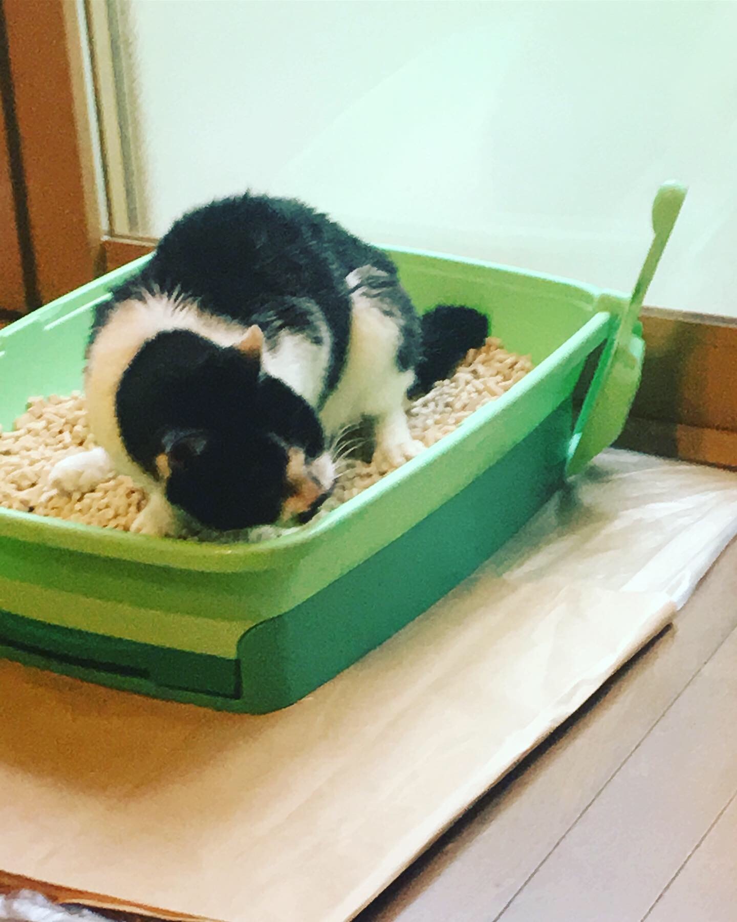連休明け_a0129492_07432399.jpeg