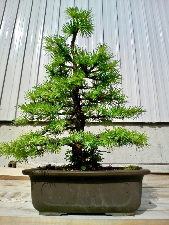 唐松（カラマツ）盆栽 S007 【公式通販】