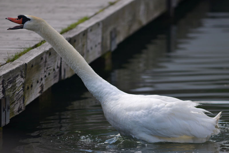 Mute Swan_d0360395_01273014.jpg