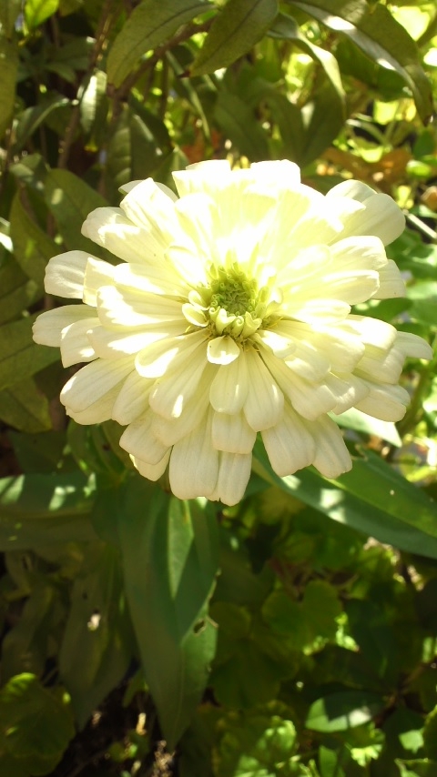 ダイソーの花の種を蒔いたら 365日 花と短歌