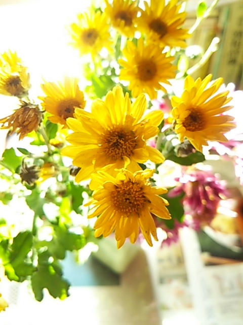 待ち受け画像 365日 花と短歌