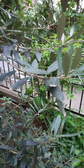 e0072606_08301471.jpg