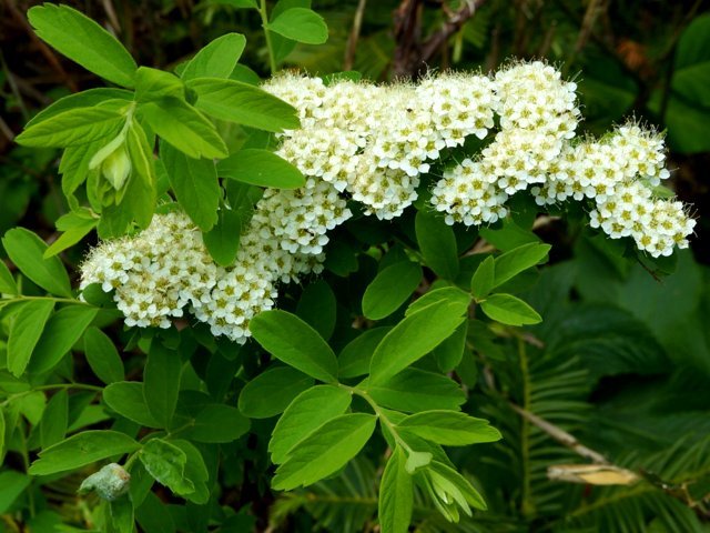 2019年5月23日(木)　　銭函天狗山(標高537 m)_a0345007_17043996.jpg