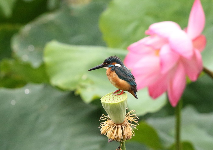 カワセミの池にて　その５（シャワーヘッドへ）_f0239515_181499.jpg