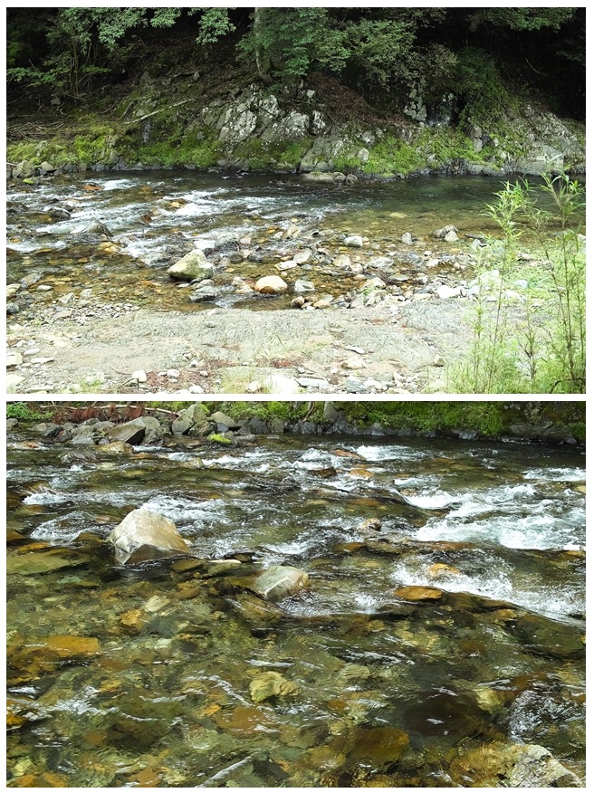 ☁・19℃の朝・・・田んぼの草取り　　朽木小川・気象台より_c0044819_753052.jpg