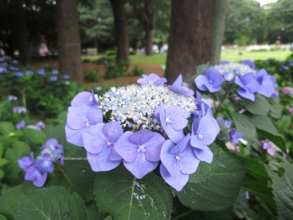 紫陽花の原種である ガクアジサイ イタリアワインのこころ