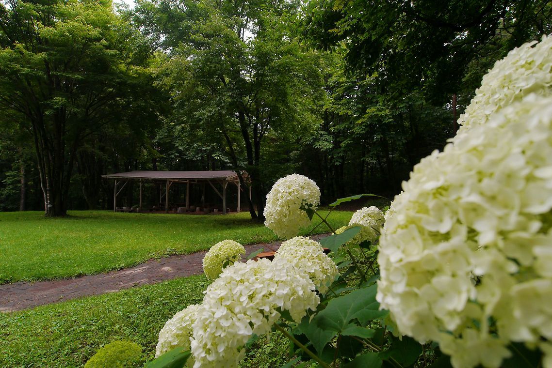 緑烟る赤城自然園・・・梅雨の晴れ間に_a0031821_21213341.jpg