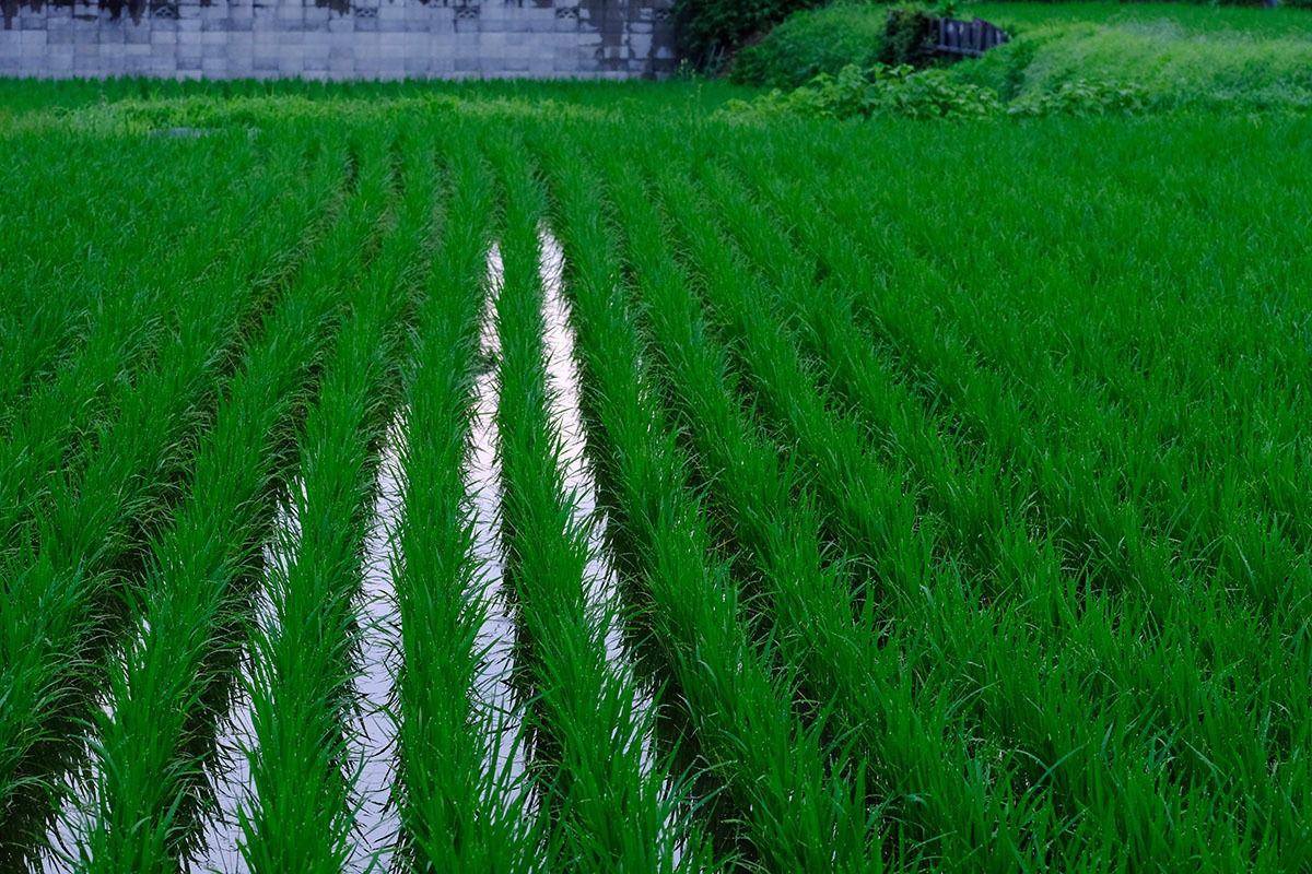 散歩写真　梅雨３_c0211429_07461433.jpg