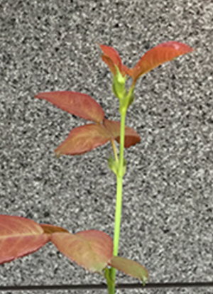 e0138031_08030464.jpg