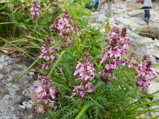 f0118332_21421178.jpg